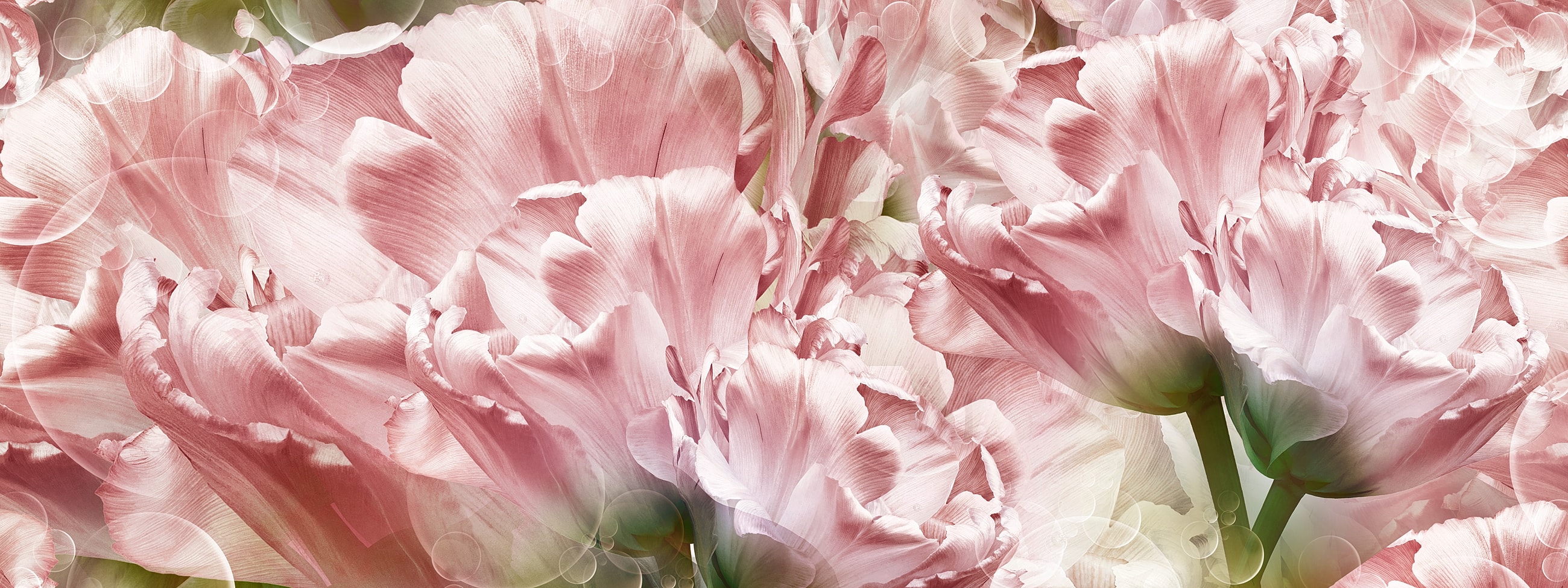 Pink tulips with soft, dreamy background.